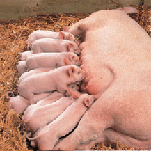 zuchtschweinmitferkeln_55x55